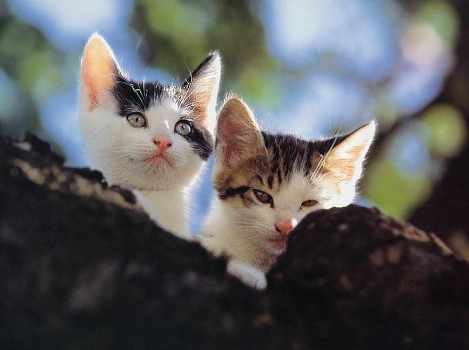 Gatti (22)